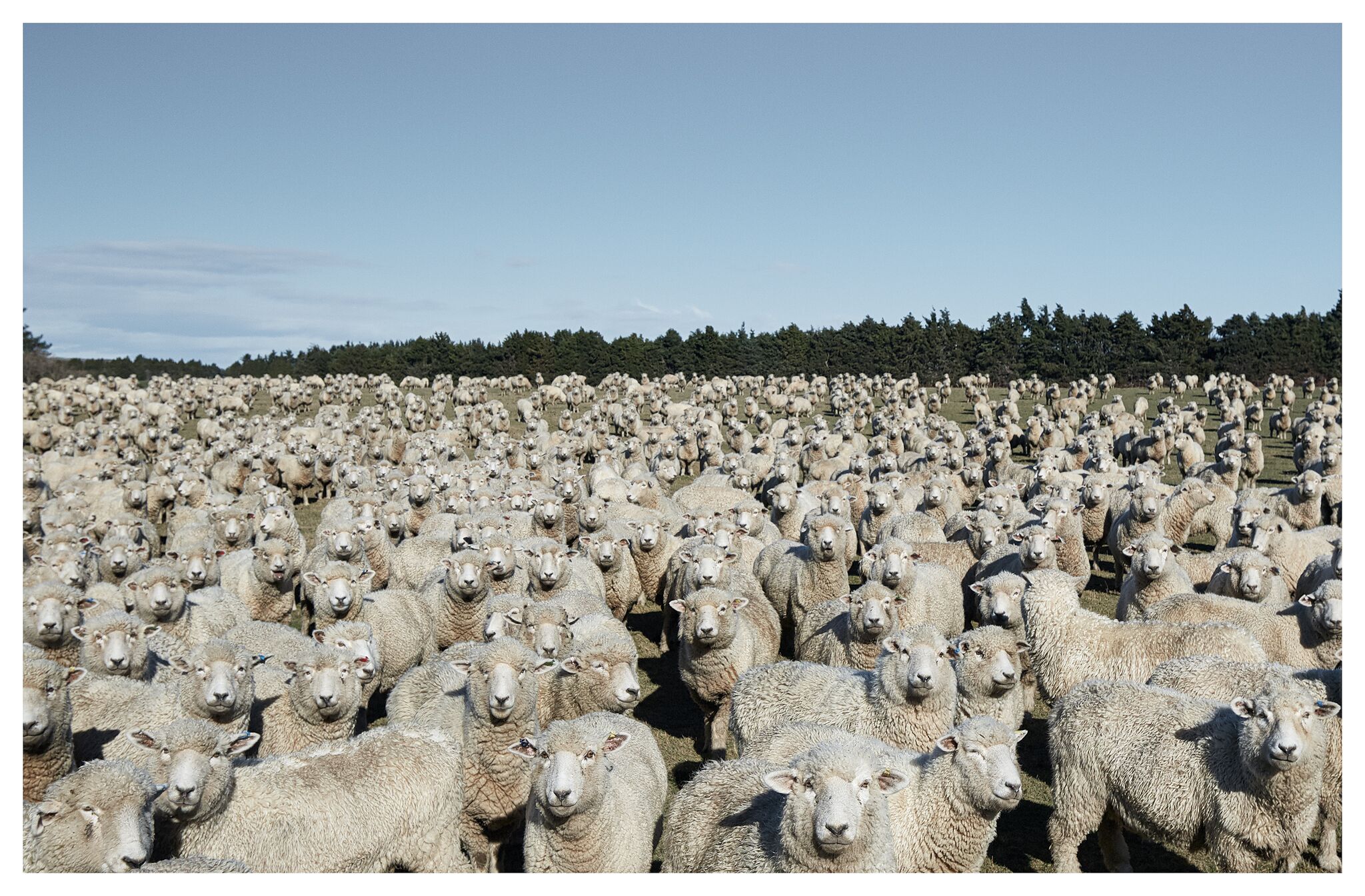 Farmland (and sheep) in New Zealand, courtesy Jose Ahedo