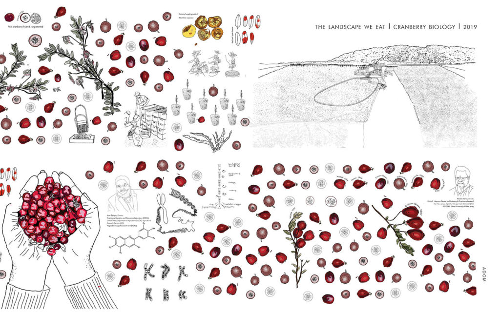 Cranberry Biology Analysis from The Landscape We Eat course