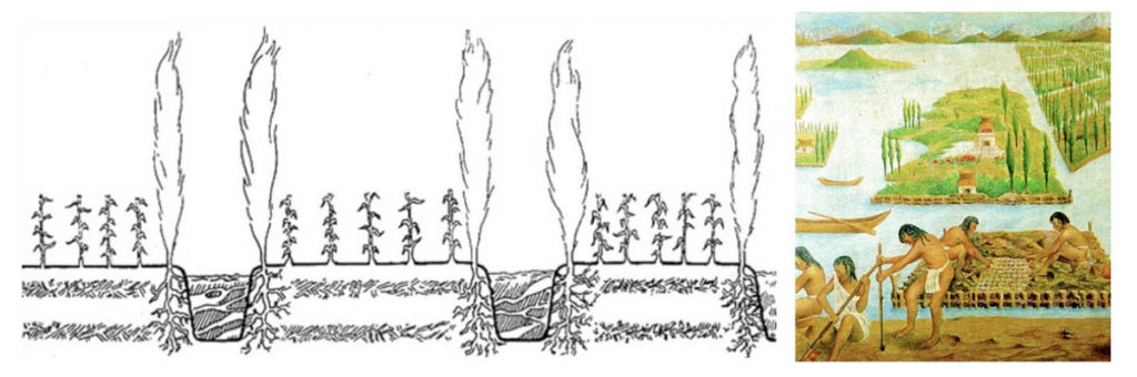 Diagram of the Chinampa Agricultural System 