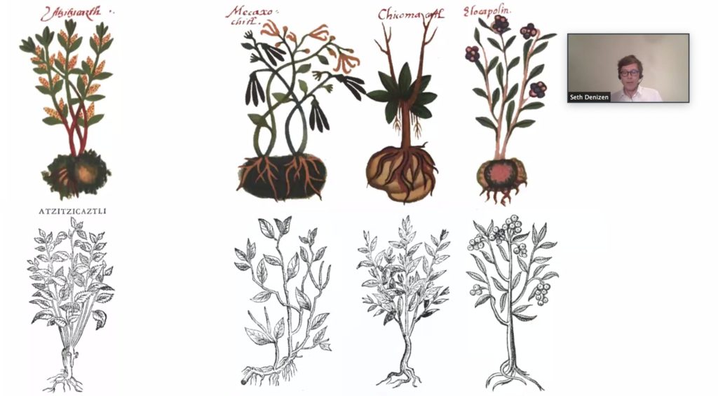 Screenshot from a presentation on Zoom by Seth Denizen. His presentation shows 8 different drawings of plants by Indigenous (top 4 drawings) and Spanish (bottom 4 drawings) people. Seth Denizen appears in a small window in the top right corner.