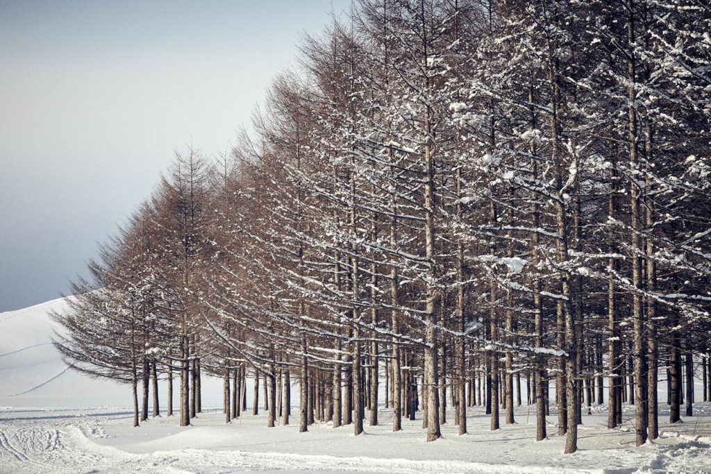 Image of Larch trees Moerenuma Park in Sapporo