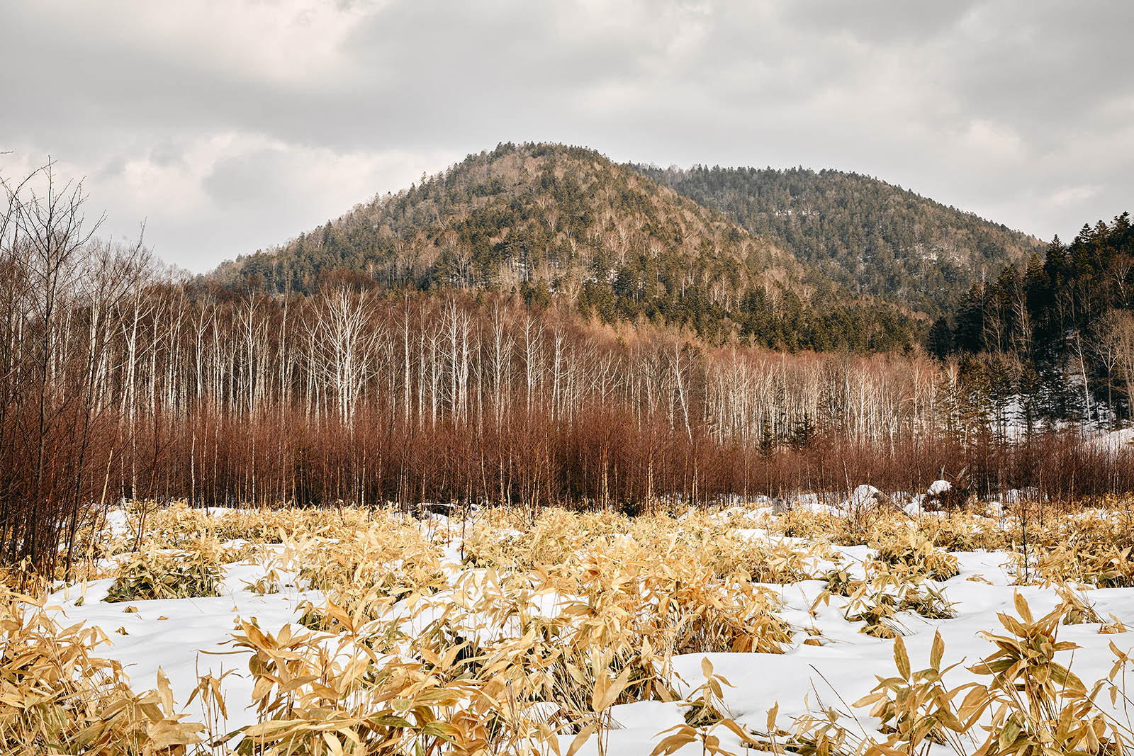 Winter image of foliage in Central Hokkaido