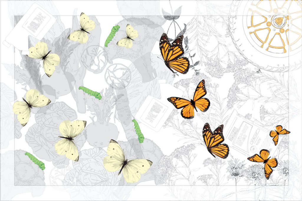 Drawing of butterflies and caterpillars.