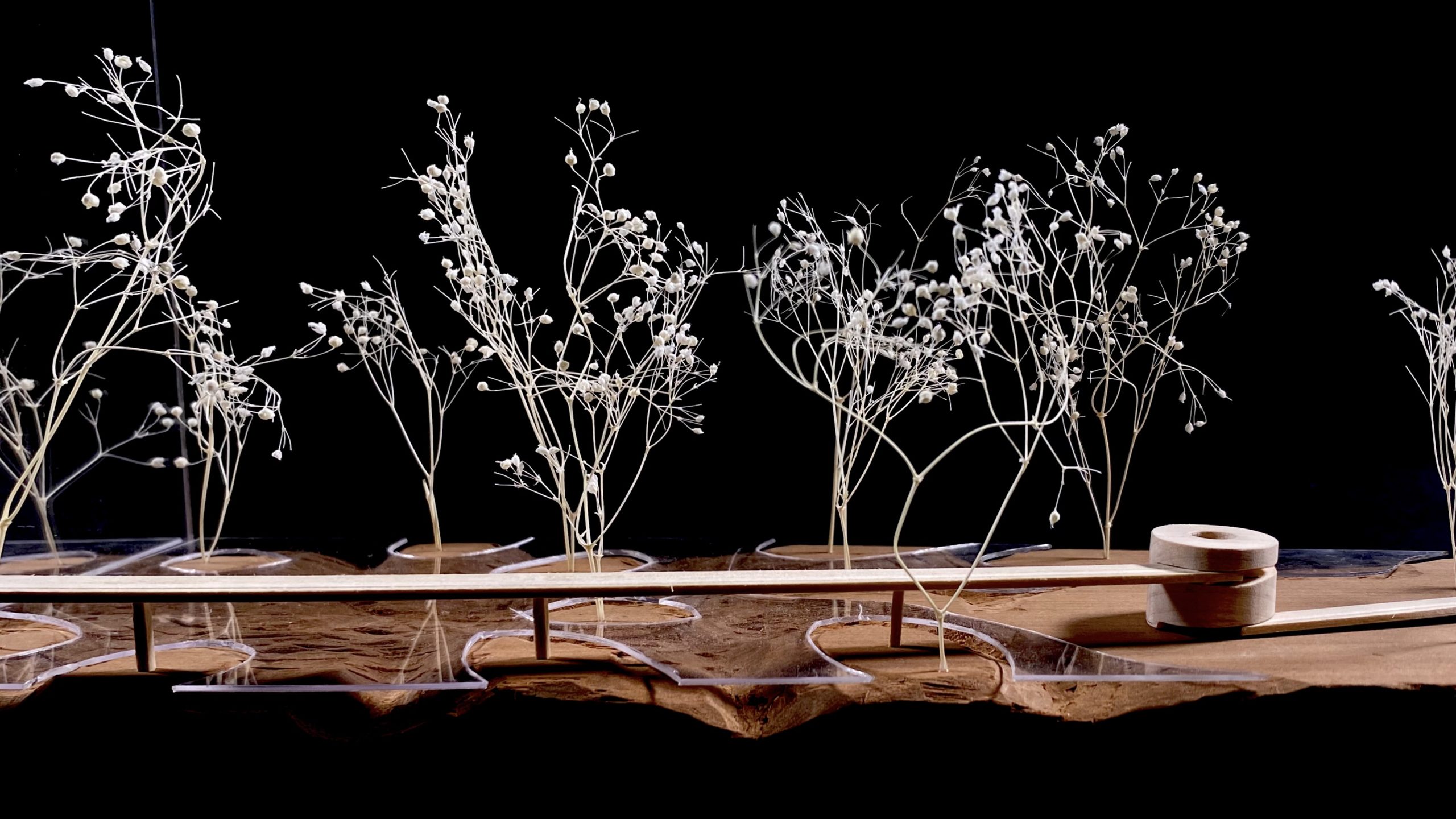 Model of structures among trees.