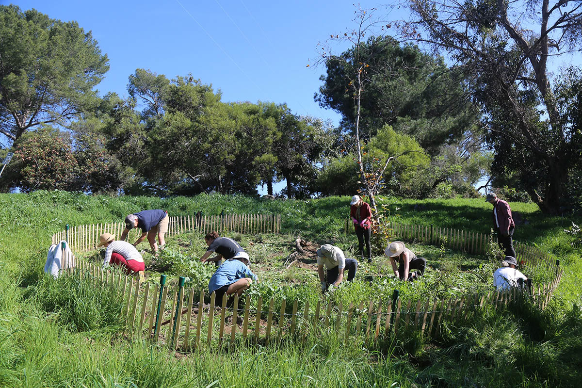 A group of people crouch down to the ground in an outdoors environment, working a plot of land surrounded by a small fence.