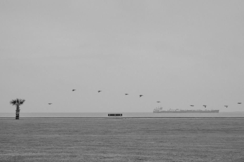 Black and white photograph of birds flying over the horizon with an large boat in the distance.