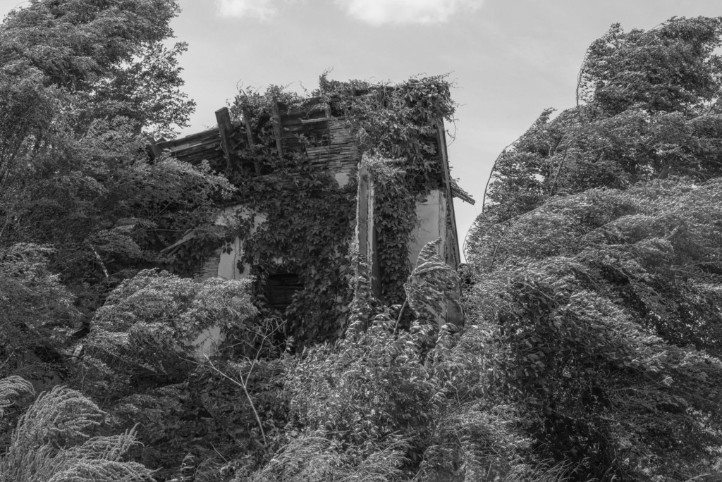 Black and white photograph of a structure covered in foliage.