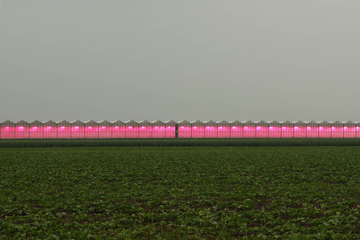 Image of a a long line of small buildings with a pink lighting glowing from them.