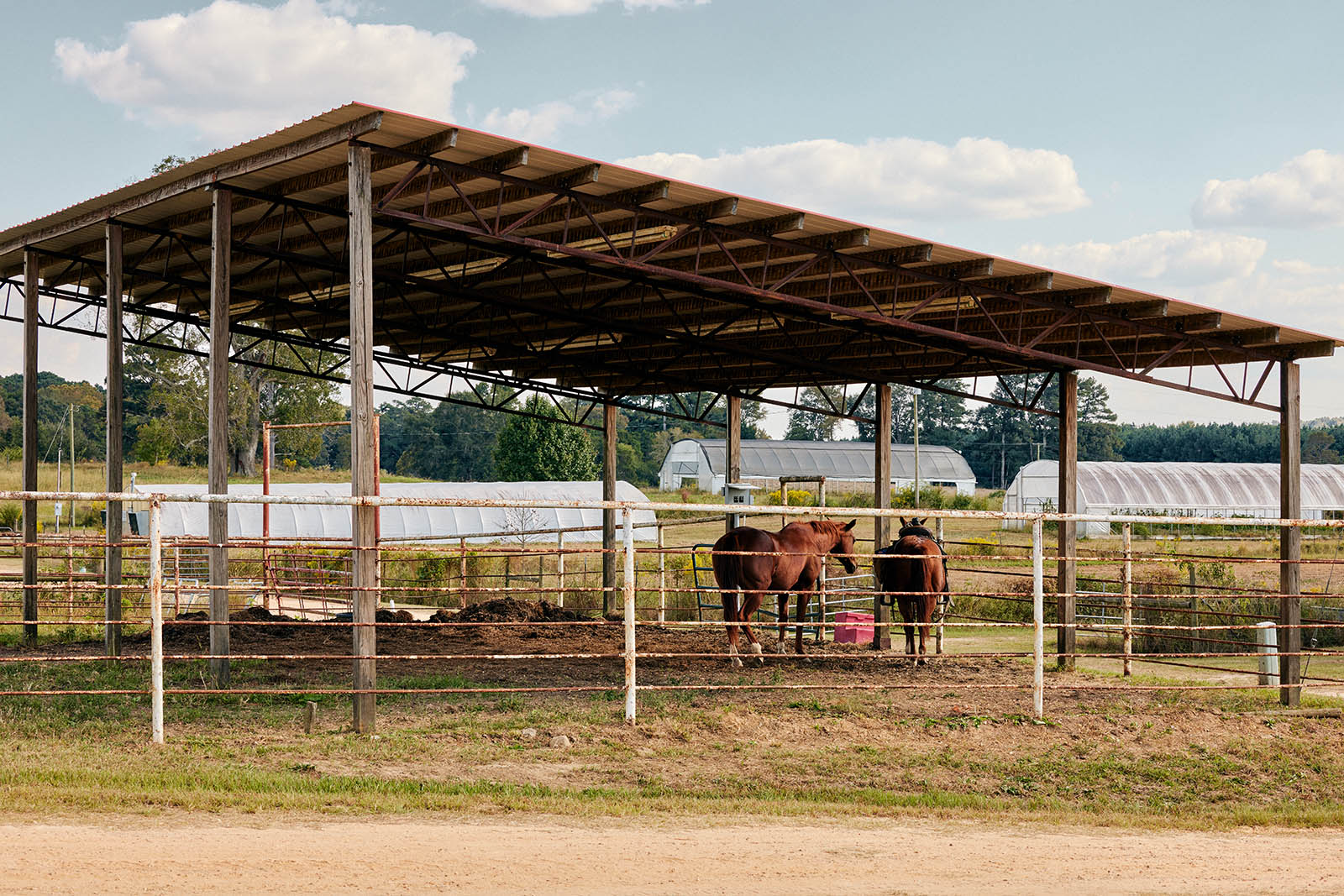 Photo of horses on a farm