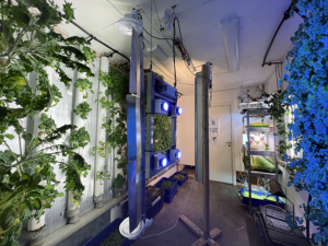 Vertical greens growing at the ICE Data Center in Luleå. Photo credit: Marina Otero, 2022.